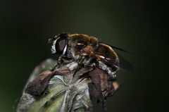 Eristalinus viridis