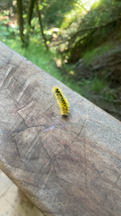 Lophocampa argentata