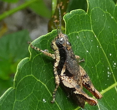 Eujivarus meridionalis