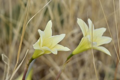 Zephyranthes concolor