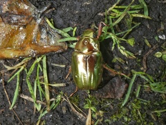 Chrysina batesi