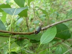 Pyractomena borealis