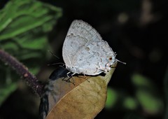 Ostrinotes sophocles