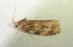 Phaecasiophora confixana