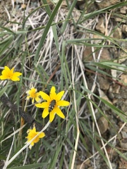 Acmaeodera idahoensis