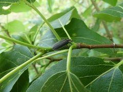 Pyractomena borealis