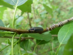 Pyractomena borealis