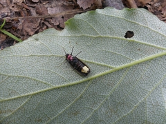 Pyractomena borealis