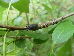 Pyractomena borealis