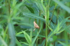 Evergestis pallidata