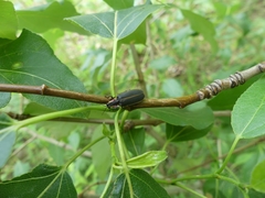 Pyractomena borealis