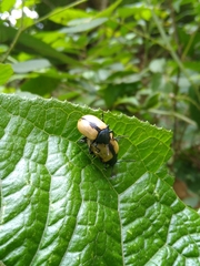 Leptinotarsa cacica
