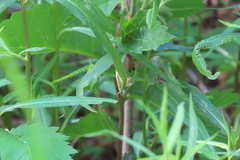 Evergestis pallidata