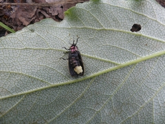 Pyractomena borealis