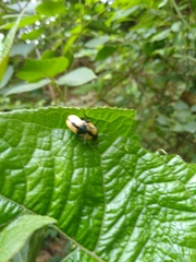 Leptinotarsa cacica