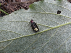 Pyractomena borealis