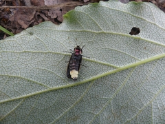 Pyractomena borealis