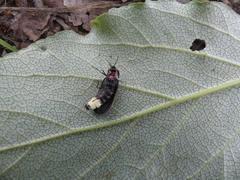 Pyractomena borealis