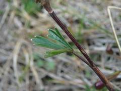 Niphogeton