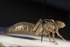 Rhionaeschna californica