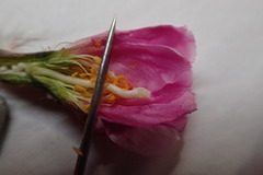 Micropuntia pulchella