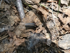 Pyractomena borealis