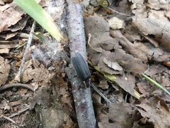 Pyractomena borealis