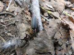 Pyractomena borealis