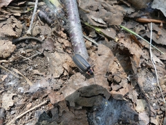 Pyractomena borealis