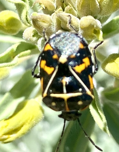 iNaturalist observation photo of Harlequin Bug