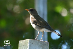 Turdus amaurochalinus
