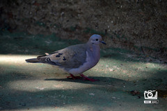 Zenaida auriculata