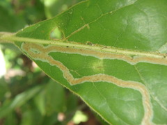 Phyllocnistis hyperpersea