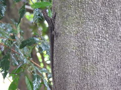 Uranoscodon superciliosus