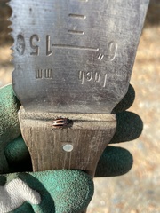 Calligrapha californica