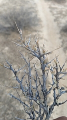 Sericodes greggii