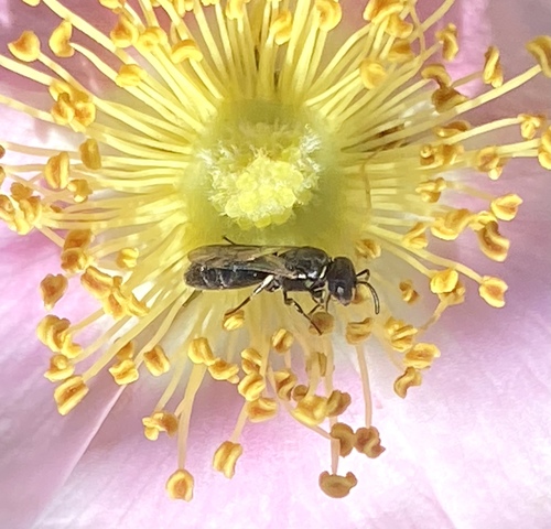 iNaturalist observation photo of Masked Bees