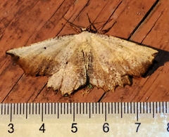Euchlaena obtusaria