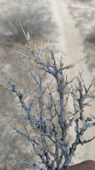 Sericodes greggii