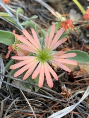 Silene salmonacea