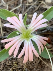 Silene salmonacea