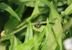 Anthophora terminalis