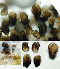 Trimmatostroma scutellare
