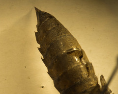 Rhionaeschna californica