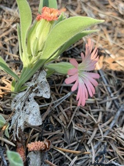 Silene salmonacea