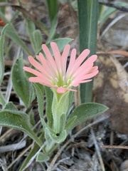 Silene salmonacea