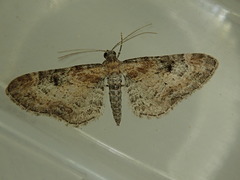 Eupithecia mutata