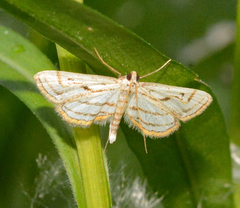 Parapoynx badiusalis