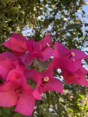 Bougainvillea