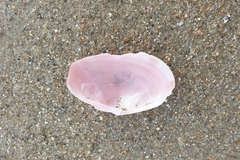 Gari convexa